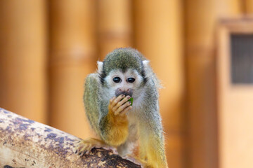 Obraz premium Monkey in zoo, Warsaw, Poland