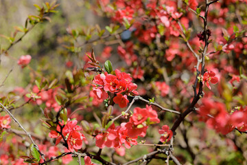 Henomeles is beautiful. The flowers of early spring delight with their beauty in the botanical garden
