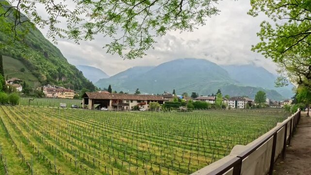 Neatly trained vine rows and rustic farm buildings at the foot of mist-shrouded Mendola (Mendel) range, capturing spring vineyards against the forested Alpine foothills, Lungo Talvera , slow motion