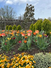 tulips in the park