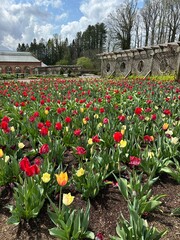 tulips in the garden