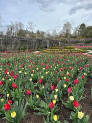tulips in the garden