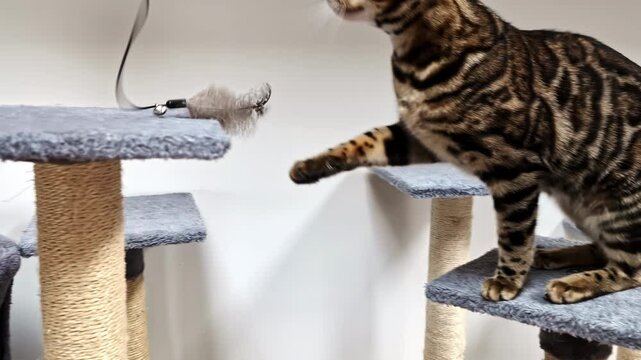 A Bengal cat, known for its wild appearance, plays on a cat tree inside a cozy home.