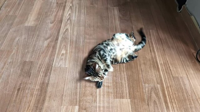 Bengal cat breed indoor home house feline hybrid Asian leopard domestic cat