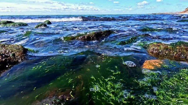 Green algae Enteromorpha (Ulva) on stones near the shore, waves rock algae macrophytes in the Black Sea