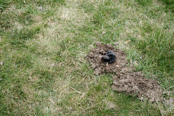 Mole crawling out of molehill above ground. Strong front paws used for digging runs underground. Mole trapping, pest control. Underground creatures damage lawn. Europaea talpa. High quality photo.
