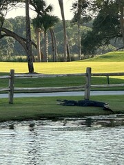 Alligator Kiawah