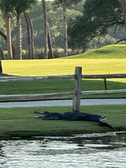 Alligator Kiawah