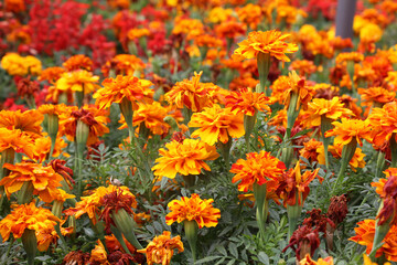 Blossom bushes marigold (tagetes)