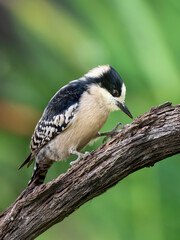 Fototapeta premium Carpintero del cardon picando