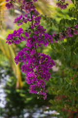 Beautiful colorful flowers in front of houses in the town of Mogan on Gran Canaria Spain