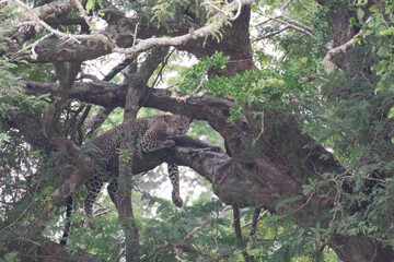 A leopard lazing on a branch in Kumana national park, Sri Lanka.