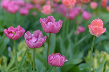 Beautiful flowers of pink tulips growing in a flowerbed.