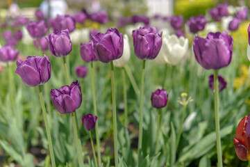 Obraz premium Purple tulip flowers growing in a flowerbed.