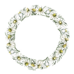 Wreath of bouquets with chamomile. Isolated watercolor illustration for design of herbal infusions, teas, menu of cafes and restaurants.