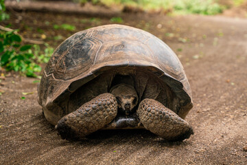Giant Tortoise