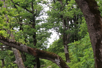 green subtropical forests on the Black Sea coast near Sochi