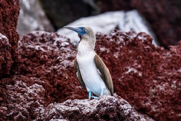 Blue footed booby