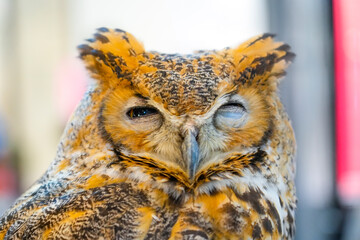 A dozing owl with eyes closing slowly blinks as it falls asleep