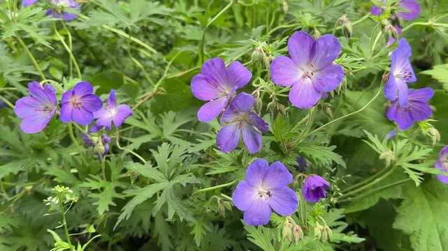 Geranium pratense meadow cranesbill flowering plant.