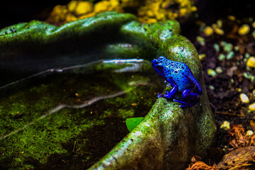 frog in the pond