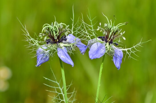 wild plants and flowers. plants used in spice production. black cumin flower photo.