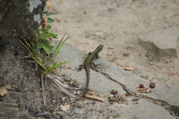 green lizard basking on rocks