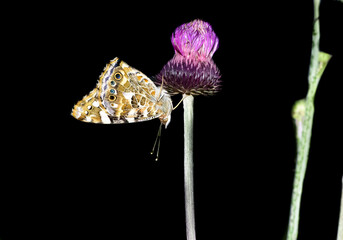 wildlife photos. photos of butterflies in natural areas.
