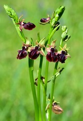 Photos of wildflowers, various bee orchids.