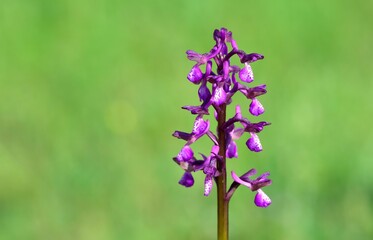 images of wild plants and flowers. wild orchid photos.