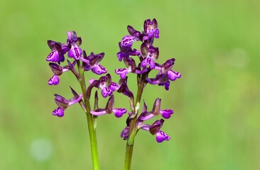images of wild plants and flowers. wild orchid photos.