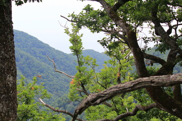 Obraz premium forested mountains on the Black Sea coast