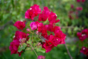red flowers in the street