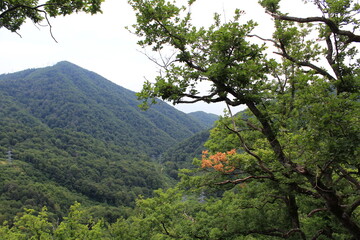 green subtropical forests on the Black Sea coast near Sochi