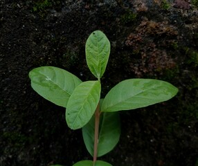 This is a close-up photo of a young guava plant growing on a mossy textured wall.