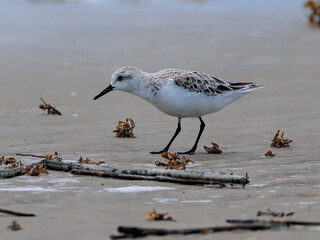 Juvenile Sanderling explores the beach