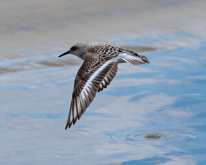 Sanderling flying down the beach