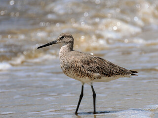 Regal Willet in profile in the surf