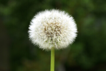 Fluffy texture of a white dandelion flower close-up. The concept of fragility. spring time.