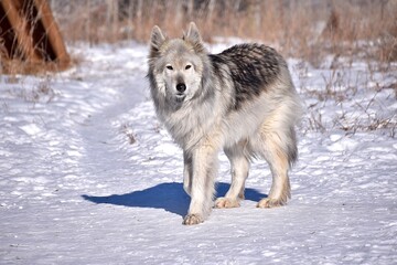 Gray wolfdog in the snow
