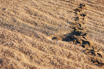 Bird tracks on the wavy markings formed by the action of the wind on the sand of a beach