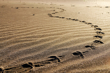 Winding bird tracks on the wavy markings formed by the wind in the sand of a beach