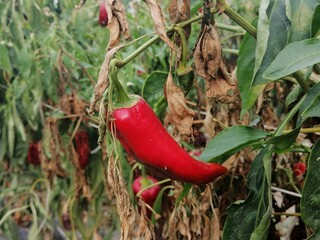 peperoncino rosso fresco piccante biologico in natura sullo sfondo