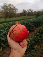 melagrana  fresca melograno biologico sullo sfondo di una campagna italiana
