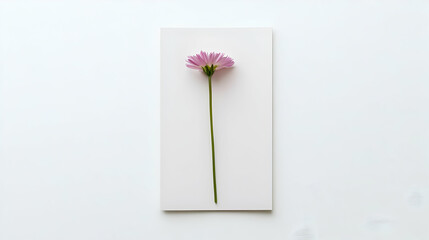 Single Pink Chrysanthemum On White Background