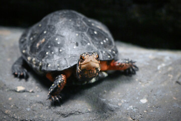turtle on the sand