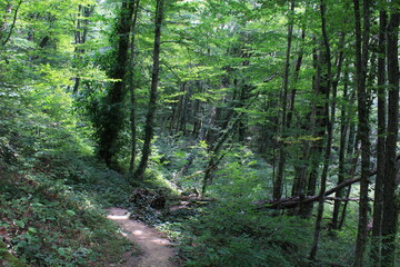 a narrow path in the green forests on the Black Sea coast
