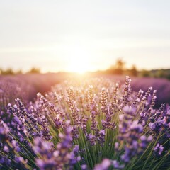 Fototapeta premium Lavender fields blooming at sunset nature photography vibrant landscape
