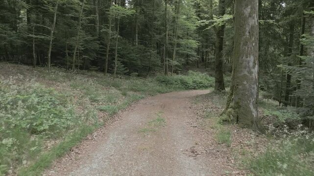drone - avanc&eacute;e rapide le long d'un chemin de randonn&eacute;e en pleine for&ecirc;t dans les Vosges