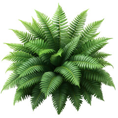 Lush fern plant with vibrant green fronds, a botanical detail for design